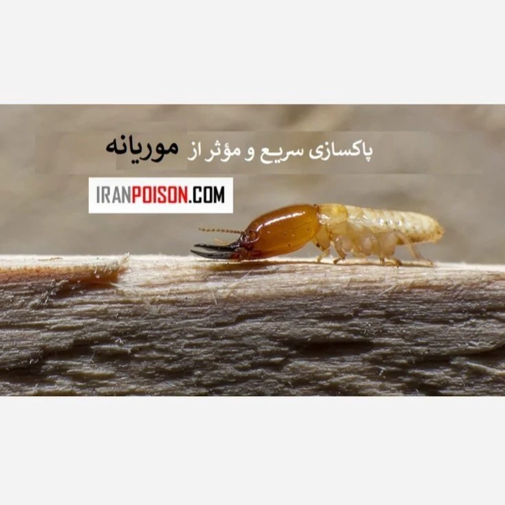 پاکسازی سریع و مؤثر موریانه با ترمیدور