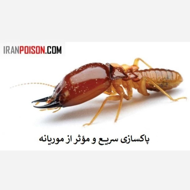 پاکسازی سریع و مؤثر موریانه با ترمیدور