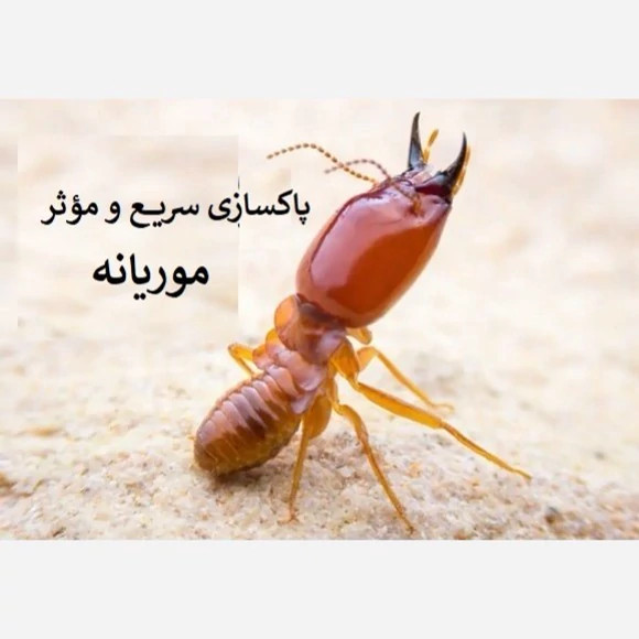 پاکسازی سریع و مؤثر موریانه با ترمیدور