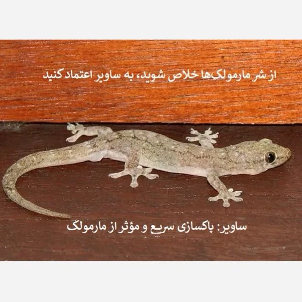 پاکسازی سریع و مؤثر مارمولک با ساویر