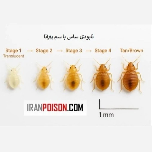 نابودی قطعی ساس با پیرانا(وارداتی بیاتوکالا)