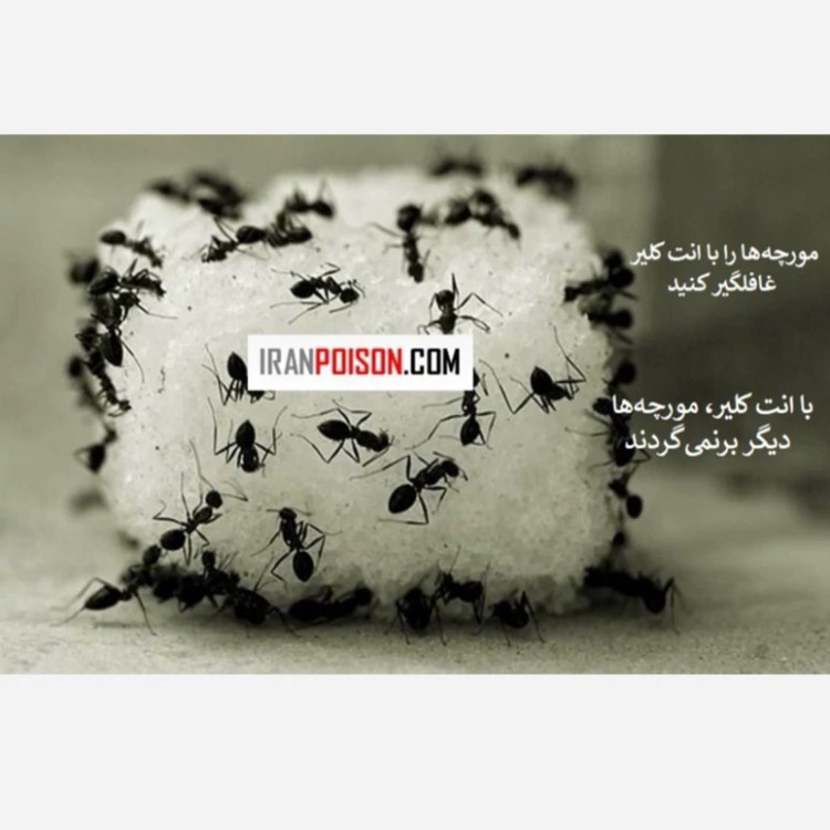 نابودی مورچهها با یک بار استفاده سم انت کلیر