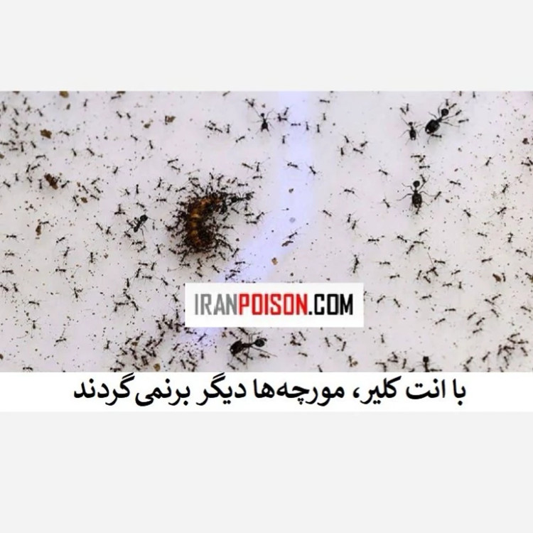 نابودی مورچهها با یک بار استفاده سم انت کلیر