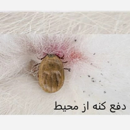 از بین بردن کنه و تخم کنه ها (مکس فورس)