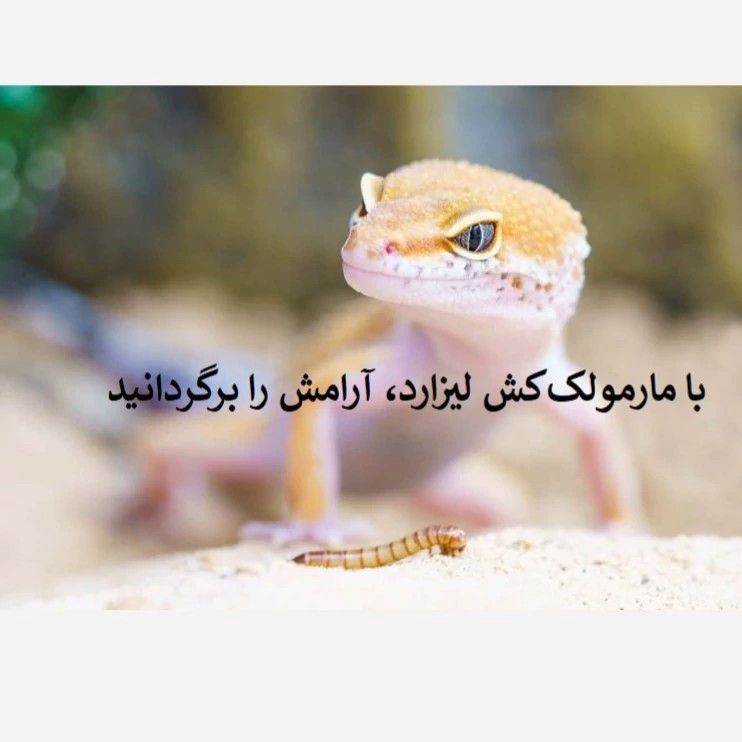 سریع از شر مارمولک خلاص شوید لیزارد