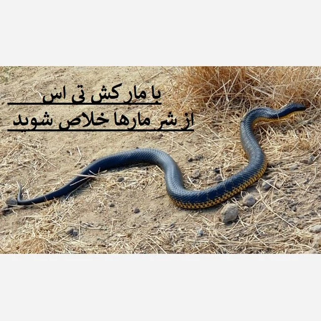 راهحل سریع برای دفع مارها با سم تی اس