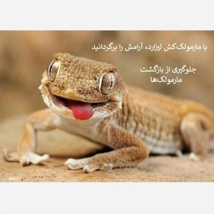 سریع از شر مارمولک خلاص شوید لیزارد