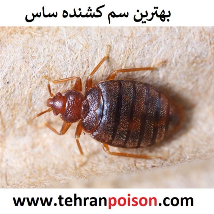 سم ساس کش پیرانا(پس کرایه)