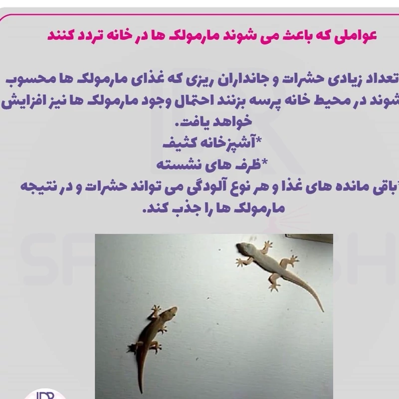 سم مارمولک کش ساویر SAWYER اورجینال ارسال رایگان