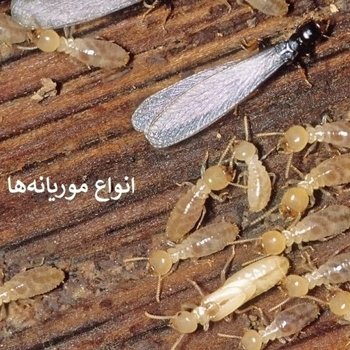 سم موریانه کش ترمیدور Termidor اورجینال یک لیتری بدون بو ارسال رایگان