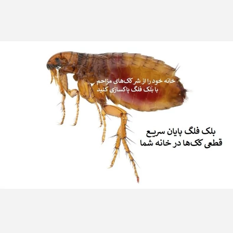 نابودی کک‌ها با سم کلین آپ