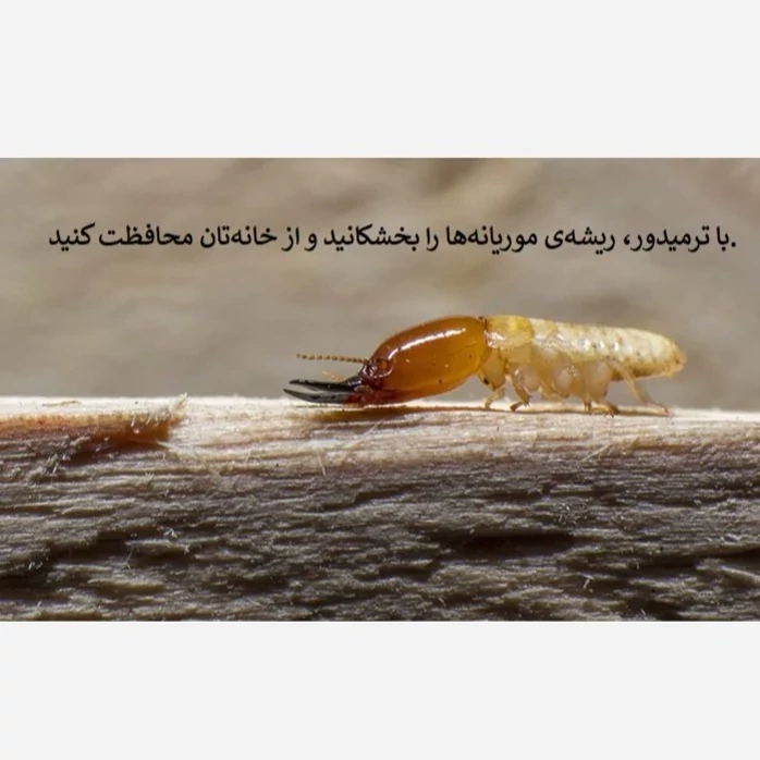 نابودی موریانه‌ها با بهترین سم ترمیدور