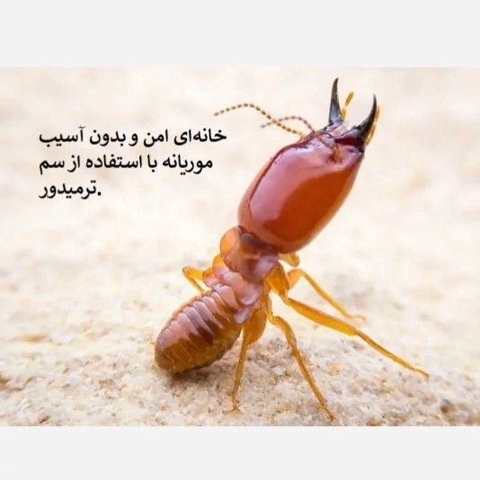نابودی موریانهها با بهترین سم ترمیدور