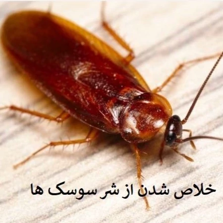 نابودی سوسک فاضلابی از خانه ها با سم ریونج