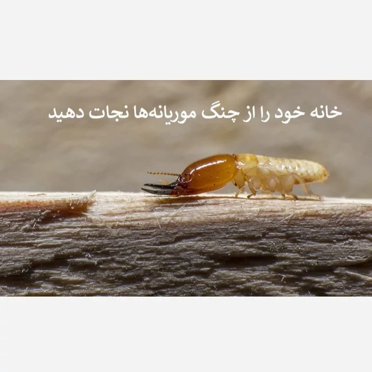 نابودی ریشه موریانه‌ها با سم بایو