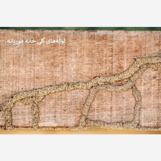 سم موریانه کش ترمیدور نسخه اصلی با ضمانت غرفه برتر ( ارسال رایگان ) مدل 1
