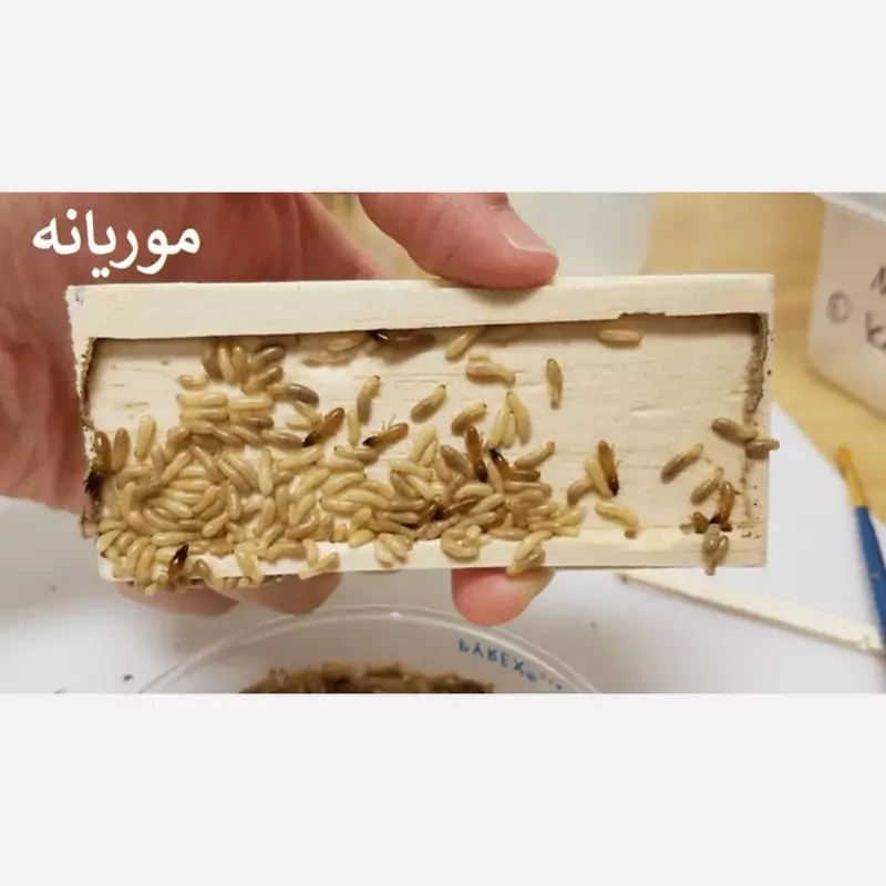 سم موریانه کش ترمیدور نسخه اصلی با ضمانت غرفه برتر ( ارسال رایگان ) مدل 1