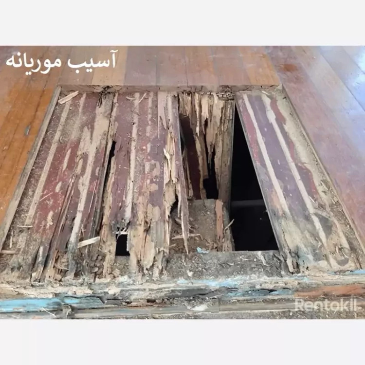سم موریانه کش ترمیدور نسخه اصلی با ضمانت غرفه برتر ( ارسال رایگان ) مدل 1