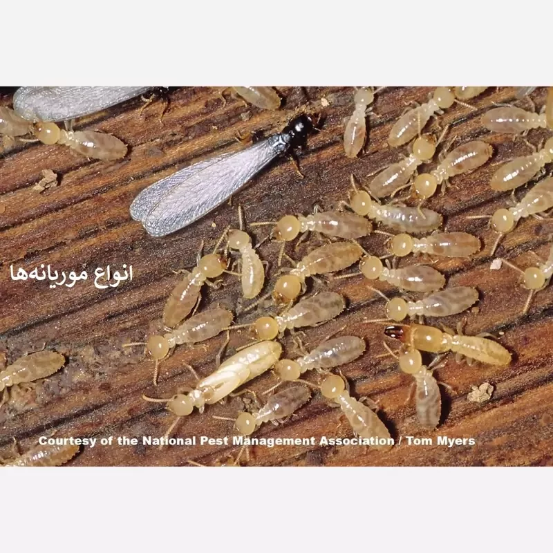 سم موریانه کش ترمیدور نسخه اصلی با ضمانت غرفه برتر ( ارسال رایگان ) مدل 1