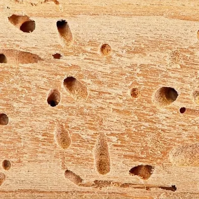 سم موریانه کش آمادرو رقیب سرسخت موریانه ارسال رایگان مدل 1