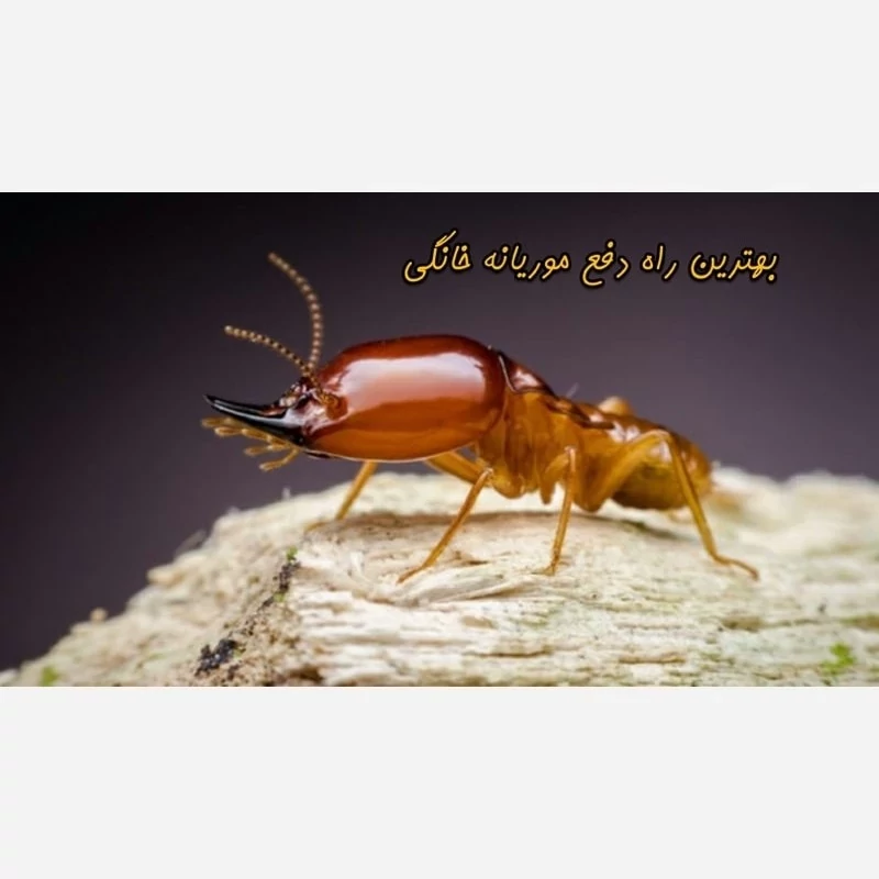 سم موریانه کش ترمیدور Termidor با ضمانت نسخه اورجینال ارسال رایگان مدل 1