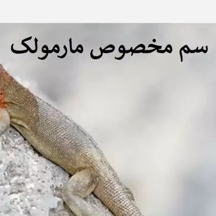 سم مارمولک کش لیزارد کشنده ترین سم ارسال رایگان مدل 1