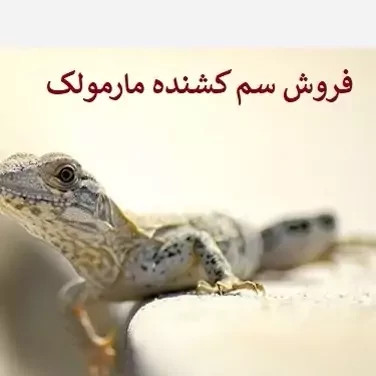 سم مارمولک کش لیزارد کشنده ترین سم ارسال رایگان مدل 1