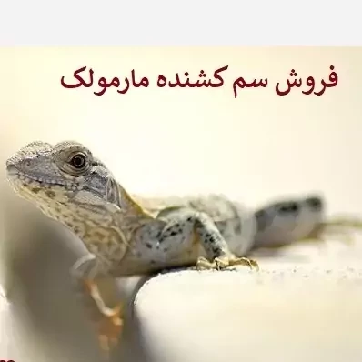 سم مارمولک کش ساویر بدون بو ارسال رایگان مدل 1