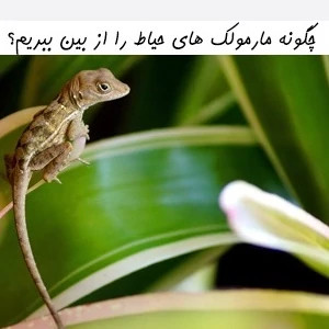سم مارمولک کش آکوشام تحت لیسانس چینی ارسال رایگان