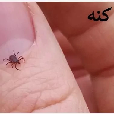 سم کنه کش مکس فورس ارسال رایگان کپی