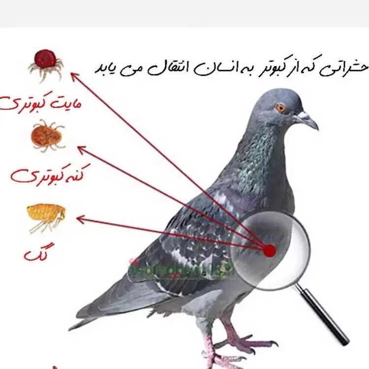 سم کنه کبوتری بلک فلگ ارسال رایگان مدل 1