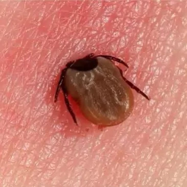 سم کنه کبوتری بلک فلگ ارسال رایگان مدل 1