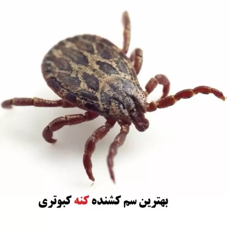 سم کنه کبوتری بلک فلگ ارسال رایگان مدل 1