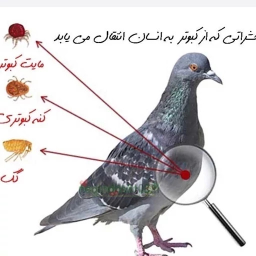 سم کنه کبوتری برند بلک فلگ کابوس کنه های کبوتری ارسال رایگان