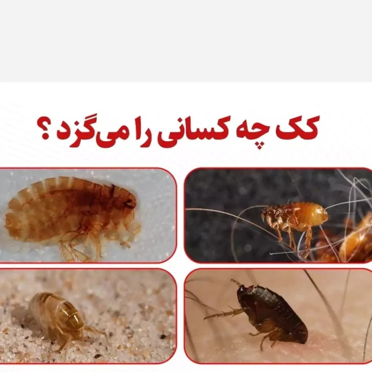 سم کک کش کلین آپ نابود کننده انوع کک ها یک لیتری ارسال رایگان