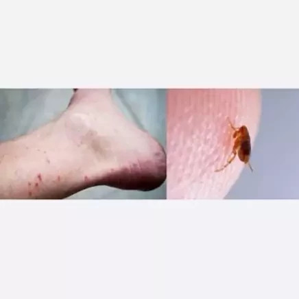 سم کک کش کلین آپ بدون بو ارسال رایگان مدل 1
