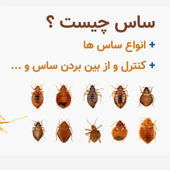 سم کشنده کراس فایر حشره کش نسل جدید با فرمولاسیون ژاپنی ارسال رایگان مدل 1