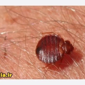سم کشنده کراس فایر حشره کش نسل جدید با فرمولاسیون ژاپنی ارسال رایگان مدل 1