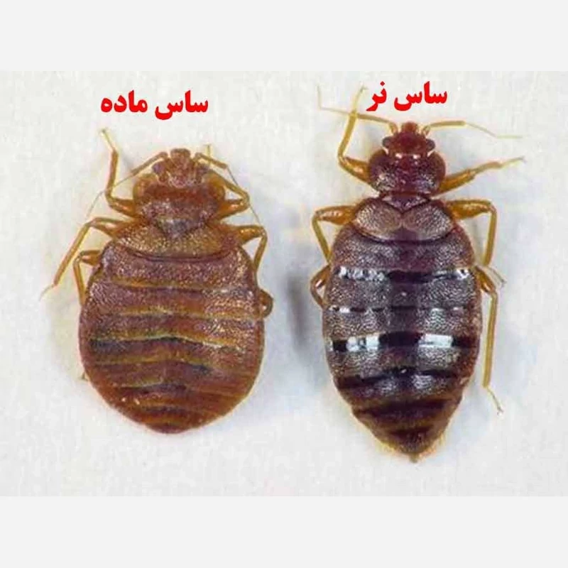 سم کشنده ساس خارجی پیرانا  5لیتری(ارسال رایگان)