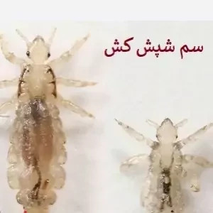 سم شپش کش پرمکترین ارسال رایگان مدل 1