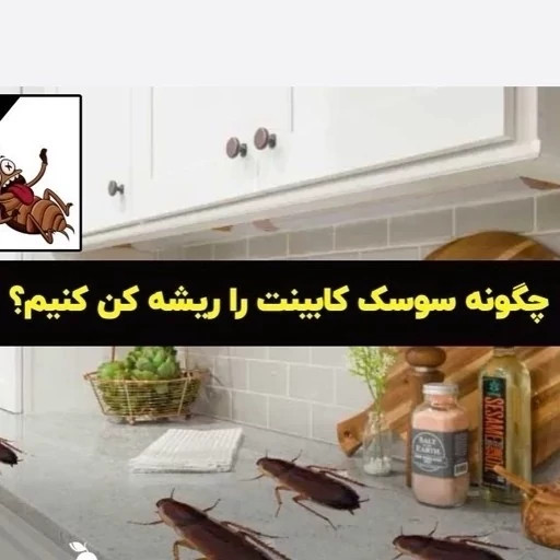سم سوسک کش رونج کشنده ترین سم بدون بو ارسال رایگان مدل 2