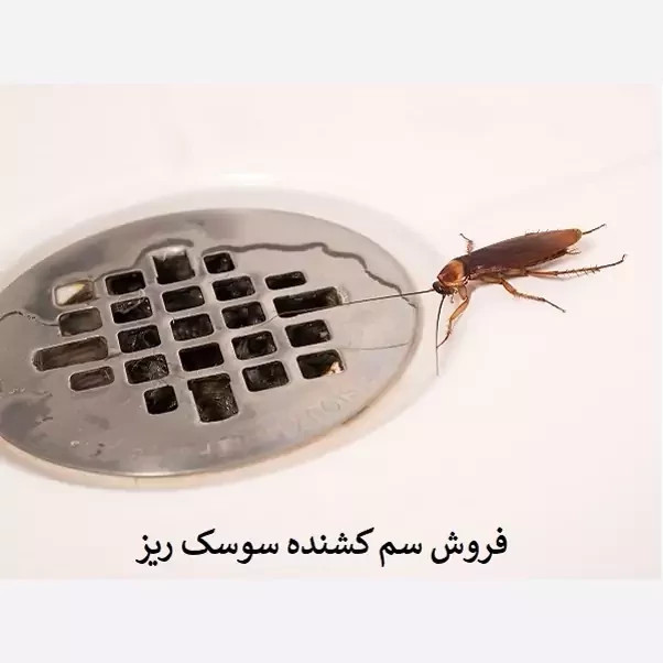 سم سوسک کش رونج کشنده ترین سم بدون بو ارسال رایگان مدل 1
