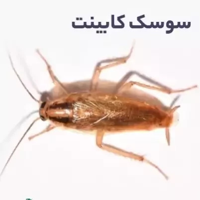 سم سوسک کش رونج کشنده ترین سم بدون بو ارسال رایگان مدل 1