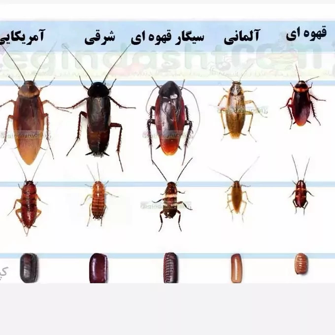 سم سوسک کش رونج کشنده ترین سم بدون بو ارسال رایگان مدل 1
