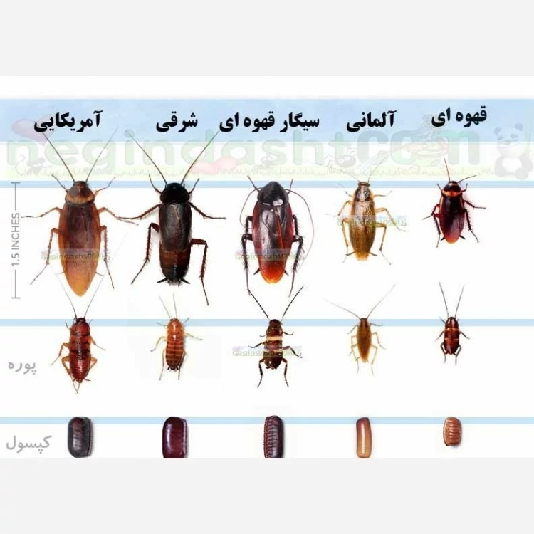 سم سوسک کش اکواپای بسیار حرفه ای و قوی برای از بین بردن سوسک ها مزاحم اورجینال ارسال رایگان