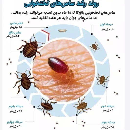 سم ساس کش کراس فایر راه حل نوین از بین بردن ساس ها ارسال رایگان مدل 1