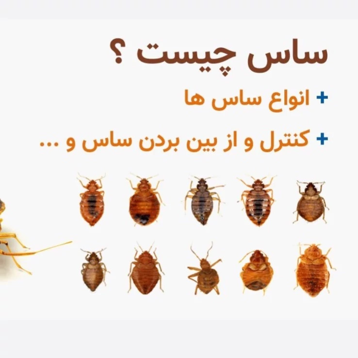 سم ساس کش کراس فایر راه حل نوین از بین بردن ساس ها ارسال رایگان مدل 1