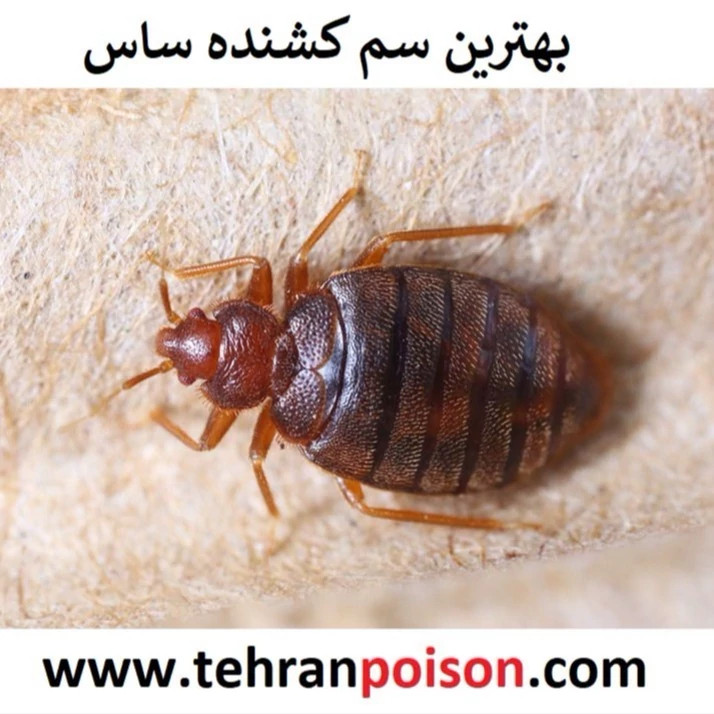 سم ساس کش پیرانا(پس کرایه)