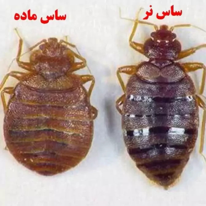 سم ساس پرو مکث رقیب ساس های خونخوار ارسال رایگان مدل 1