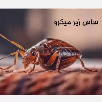 سم ساس پرو مکث رقیب ساس های خونخوار ارسال رایگان مدل 1